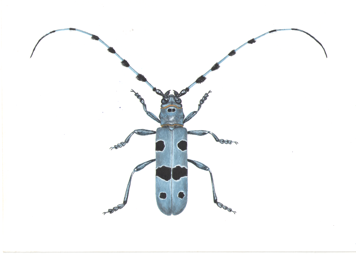 Белый усач Жук