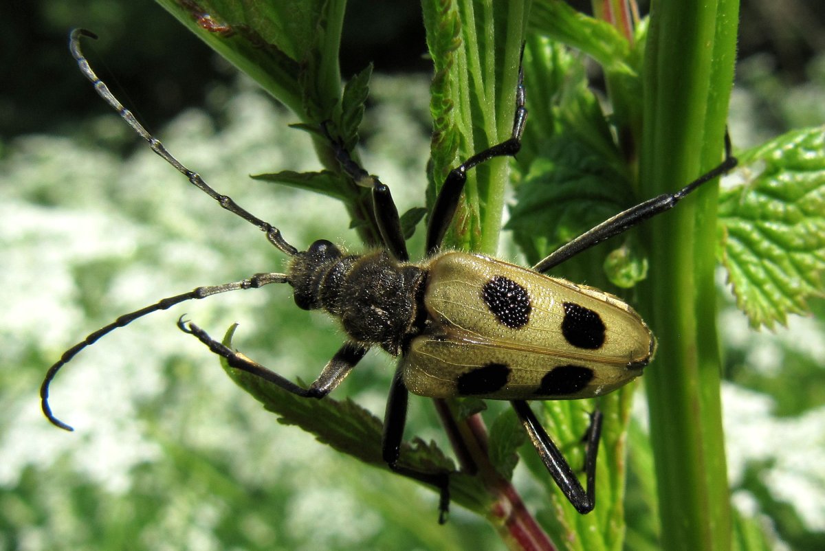 Жук усач зеленый
