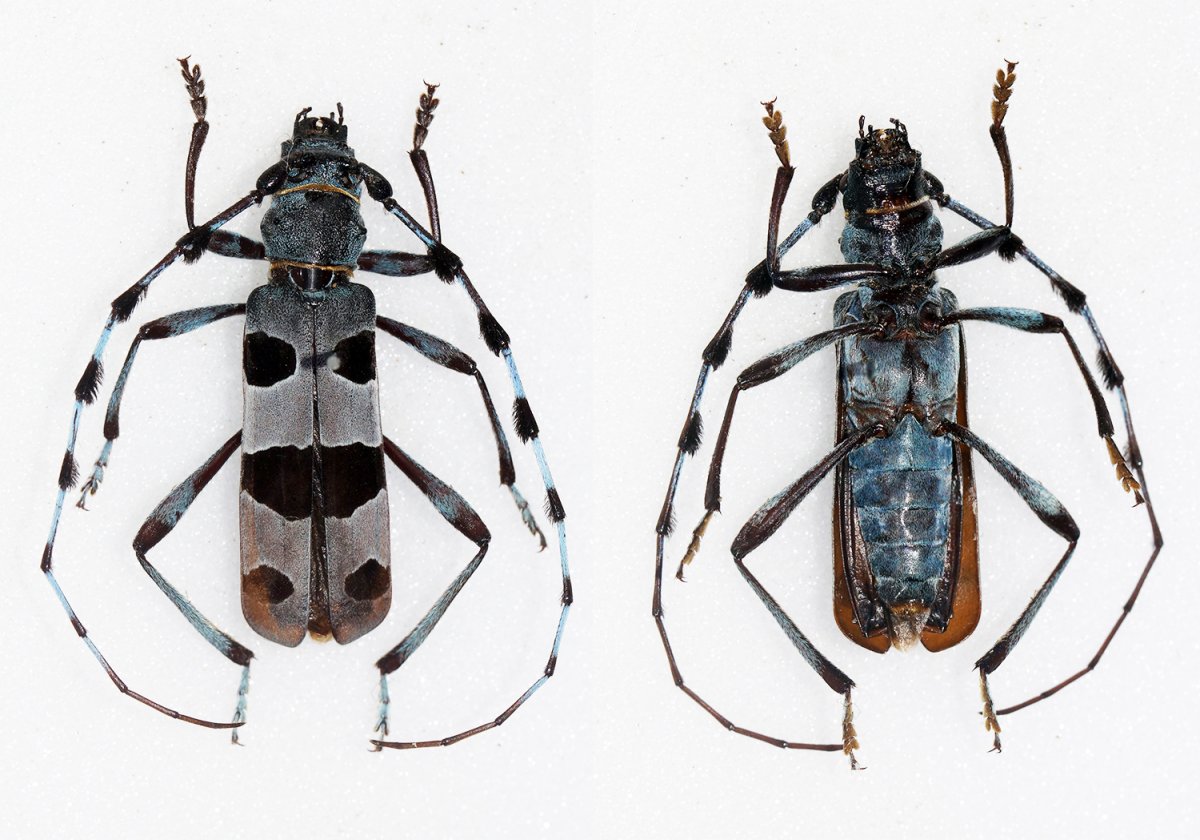 Альпийский усач снизу