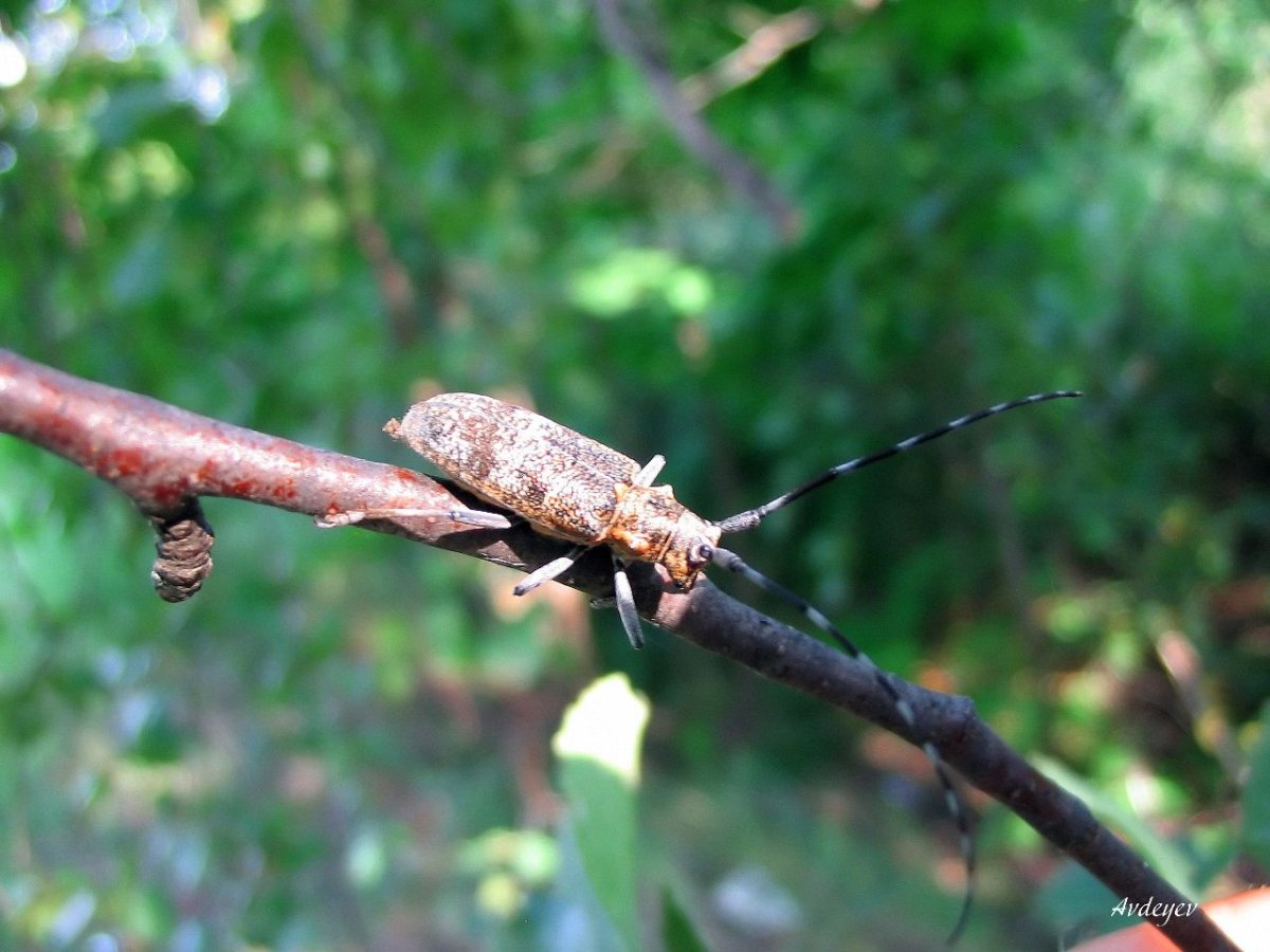 Усач Земляной