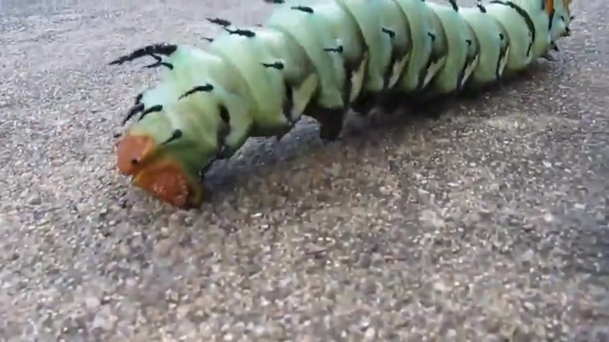 Самая большая гусеница в мире во времена динозавров
