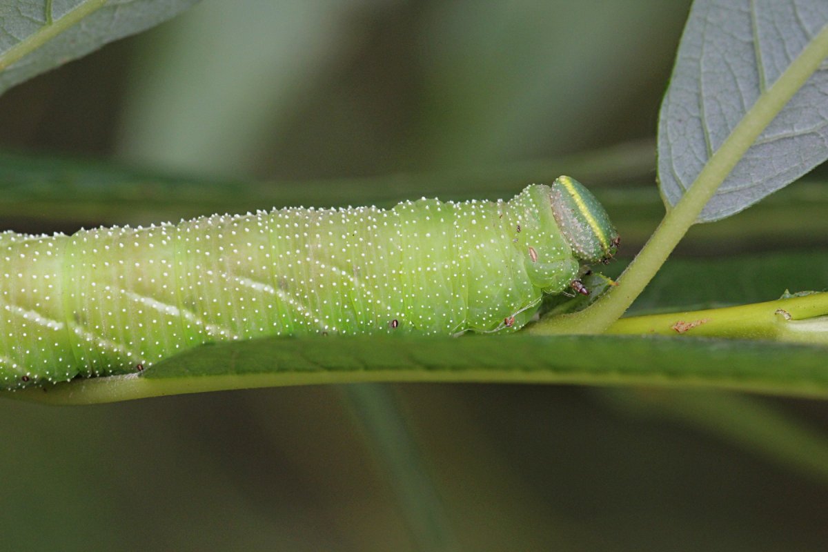 Бражник липовый гусеница
