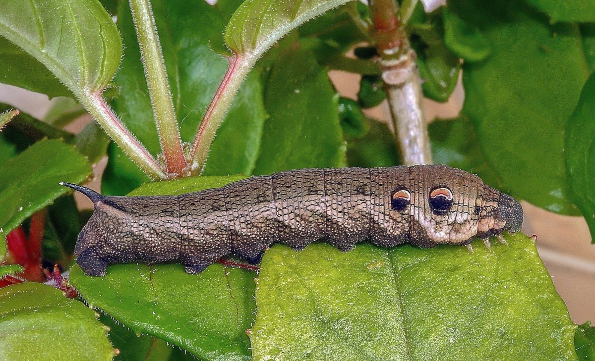 Гусеница Elephant Hawk Moth Caterpillar