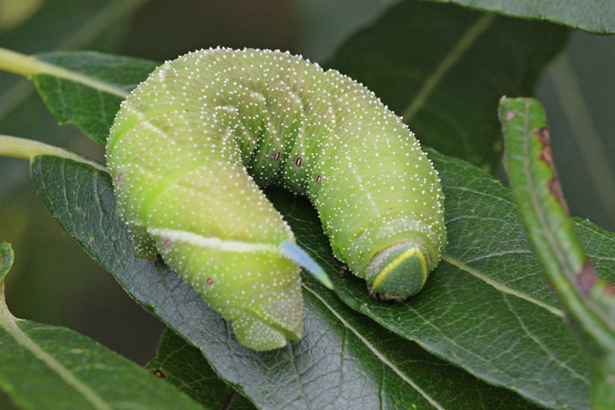 Большая зелёная гусеница Бражник
