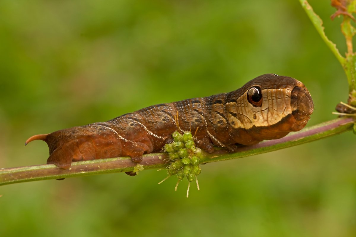 Hawk Moth Caterpillar