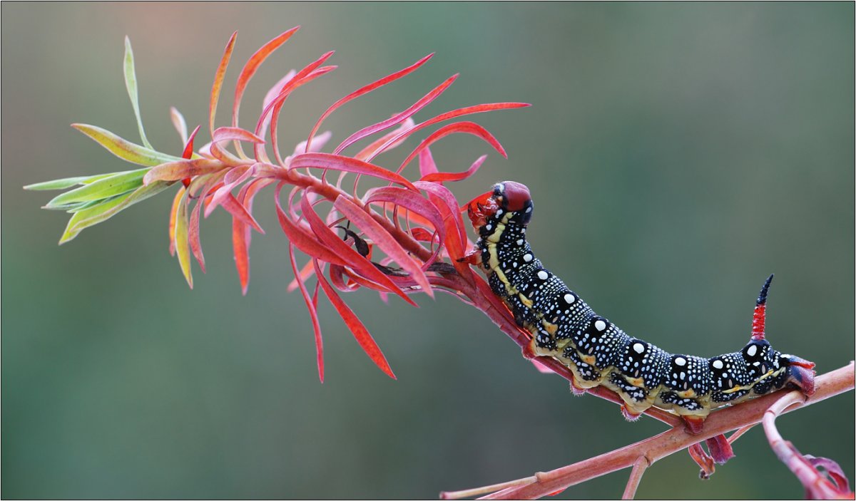 Гусеница БРАЖНИКА на молочае