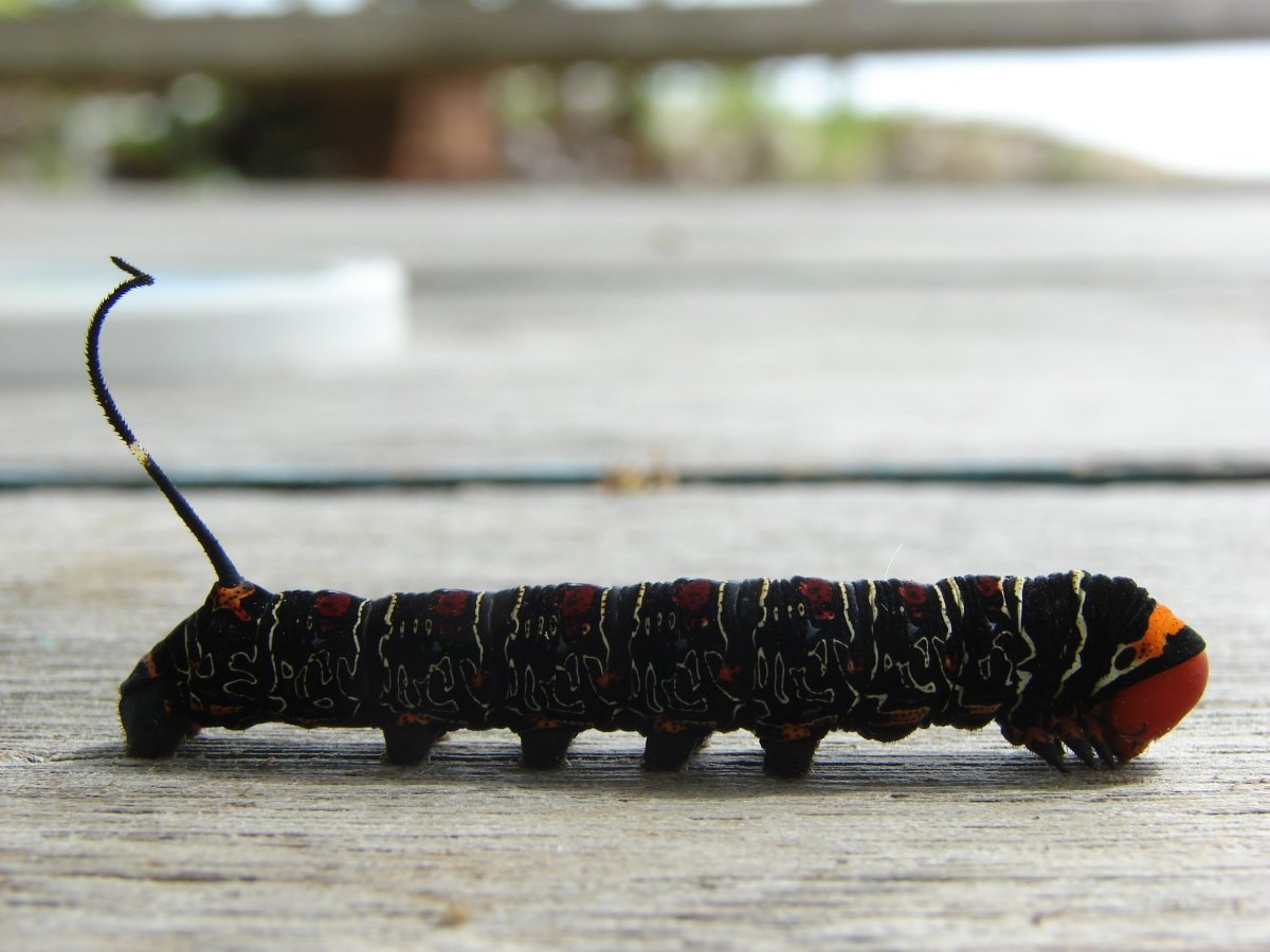 Гусеница Хаги