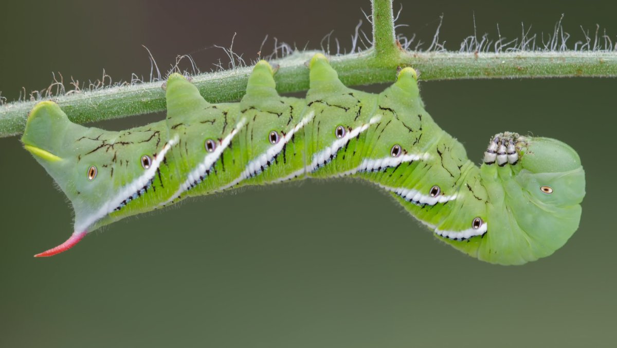 Tomato Hornworm