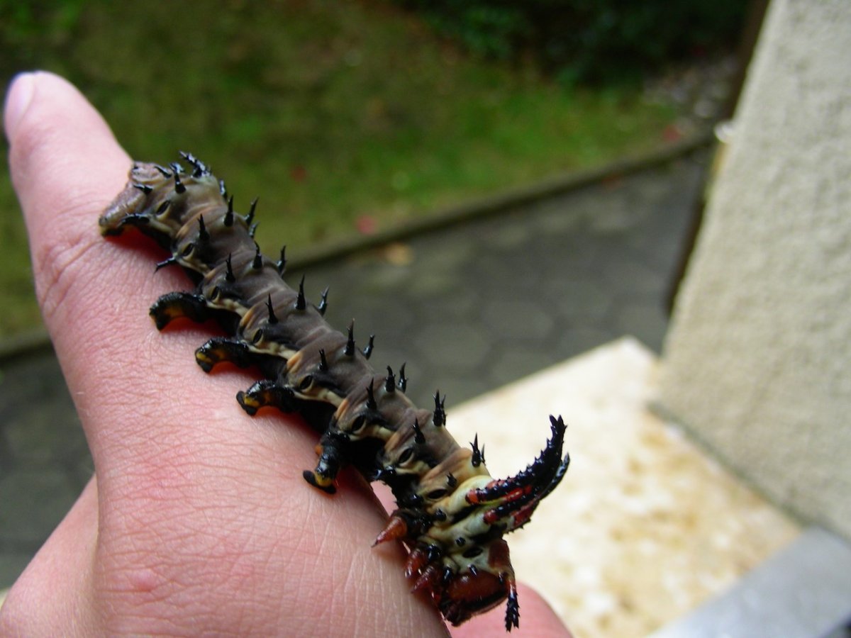 Рогатый дьявол Гикори гусеница