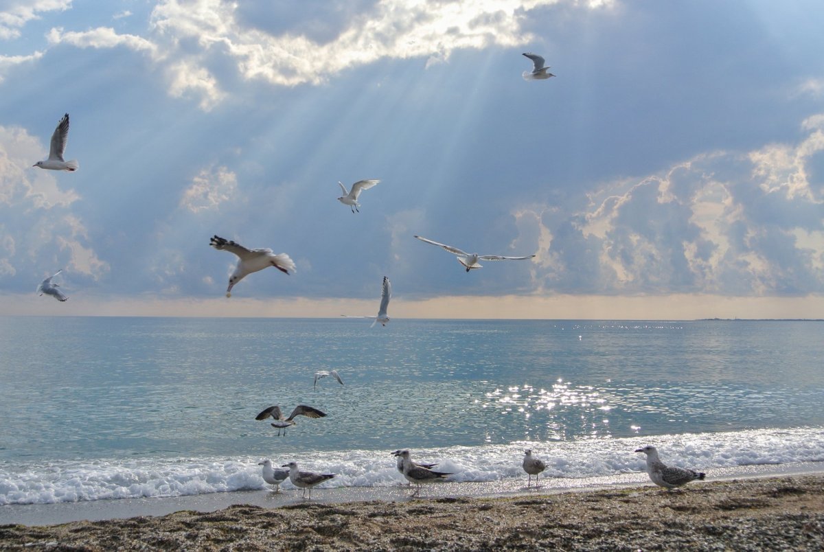 Птицы Черноморского побережья