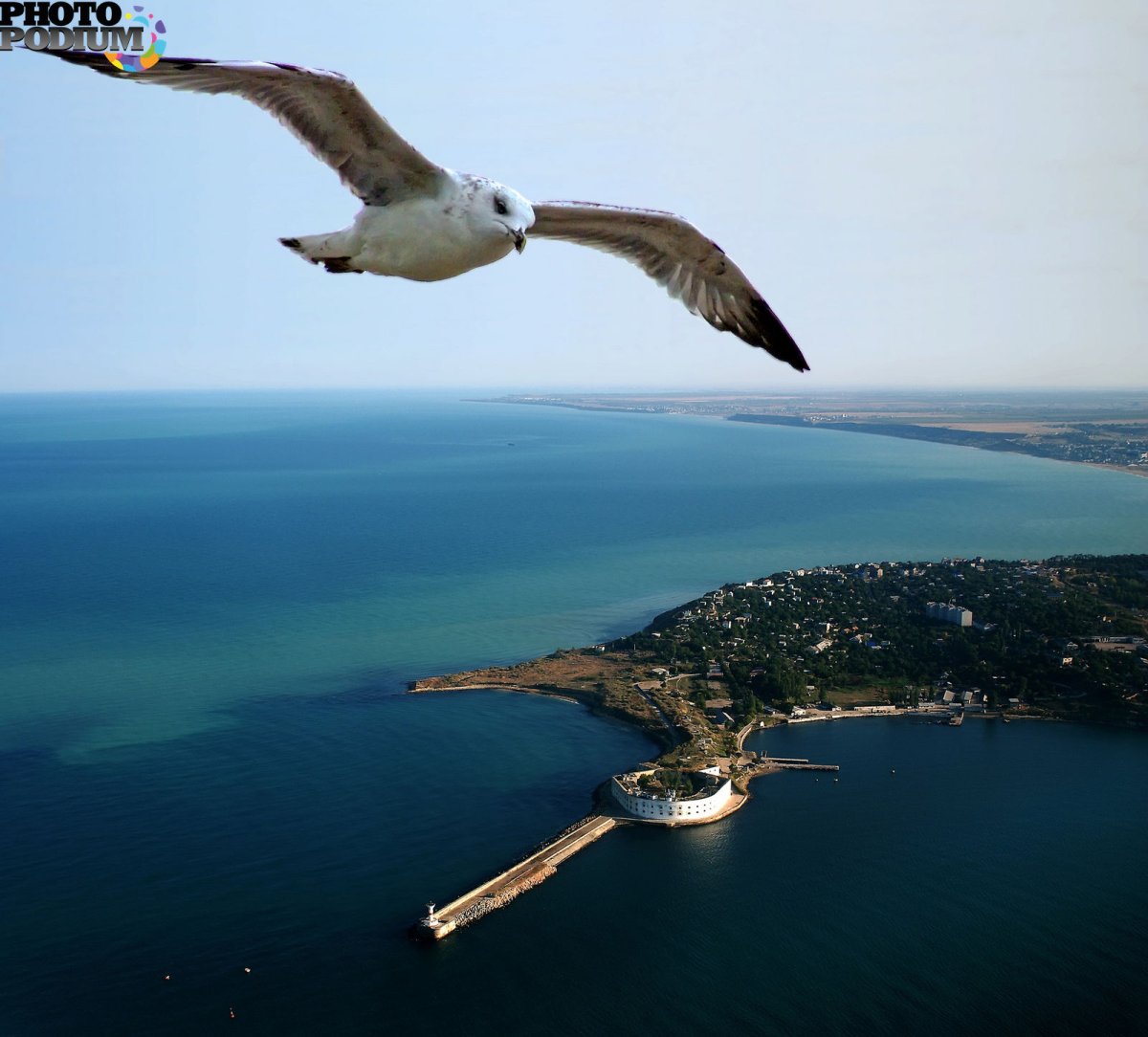 Альбатрос Севастополь птица