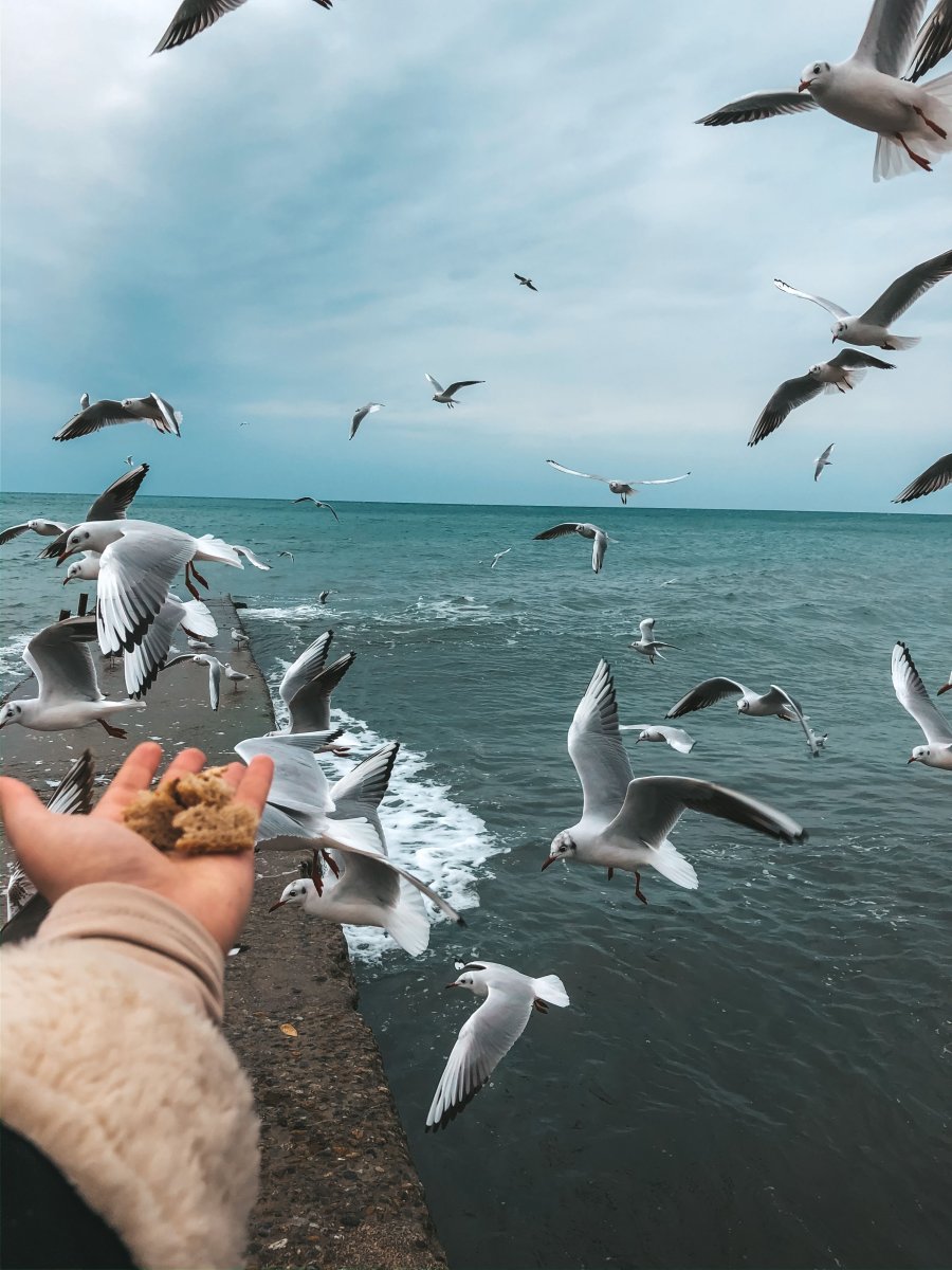 Сочи море Чайки