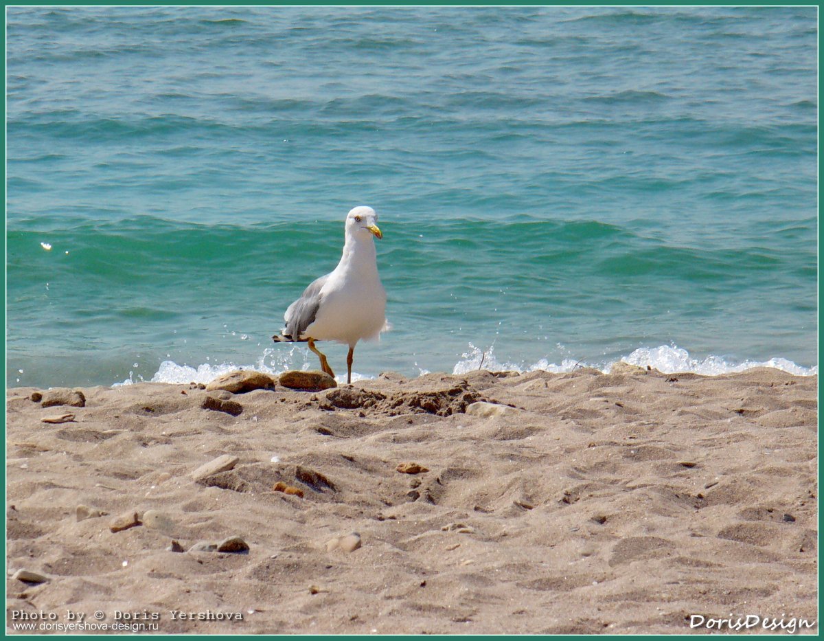 Мыс Чайка Крым