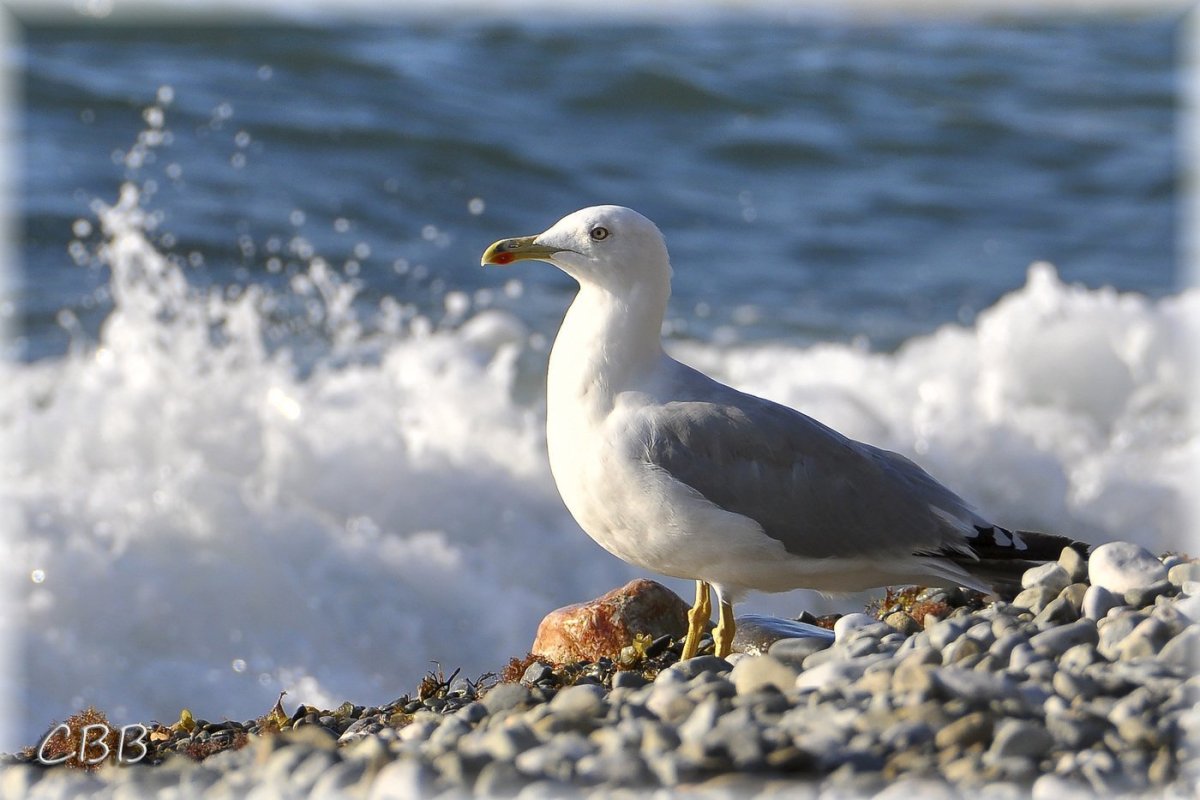Чайка Черноморская пятнистая Баклан