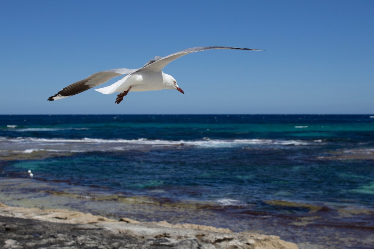 Альбатрос и Чайка