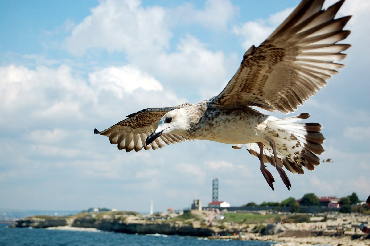 Крупная Чайка Крыма