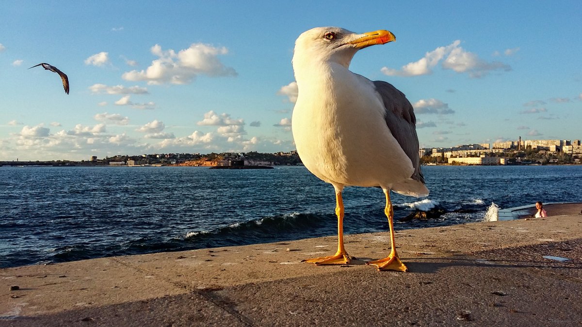 Севастопольская бухта Чайки