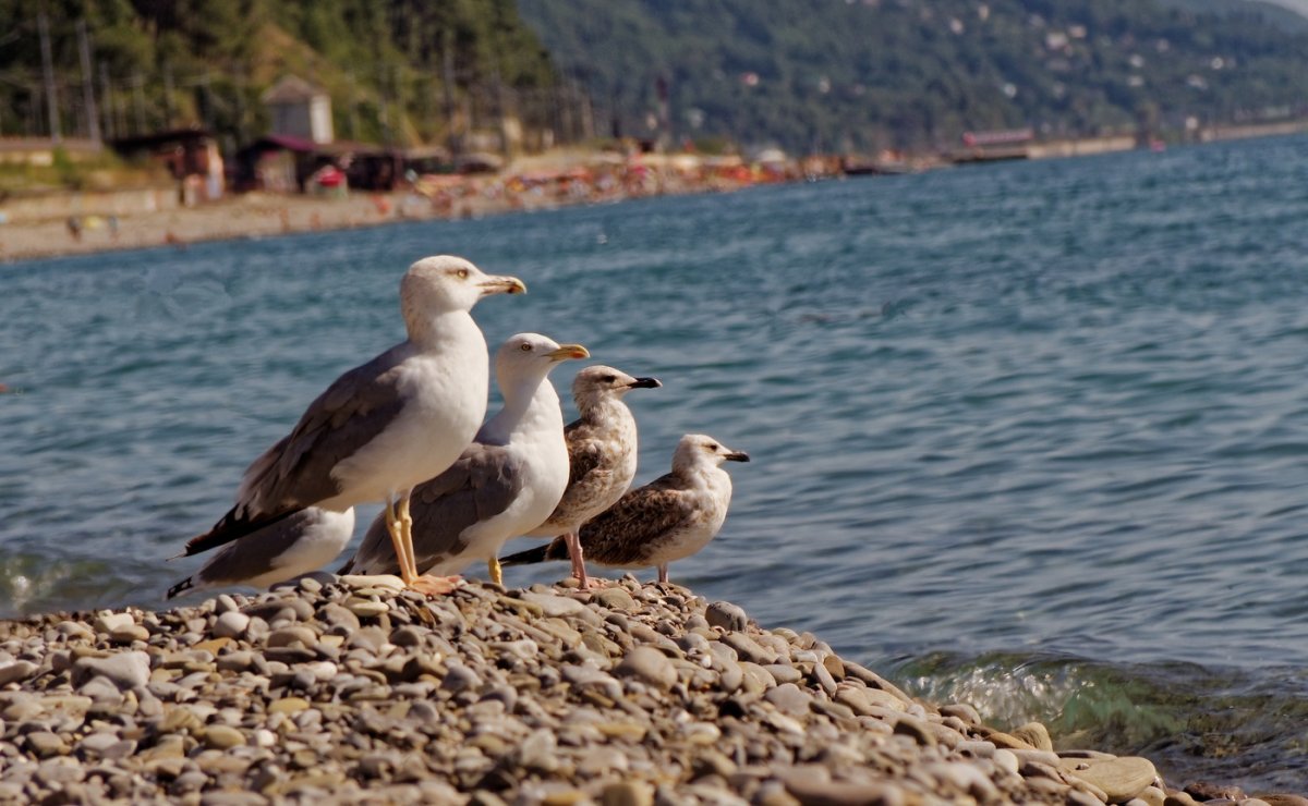 Черноморское побережье морские птицы Сочи