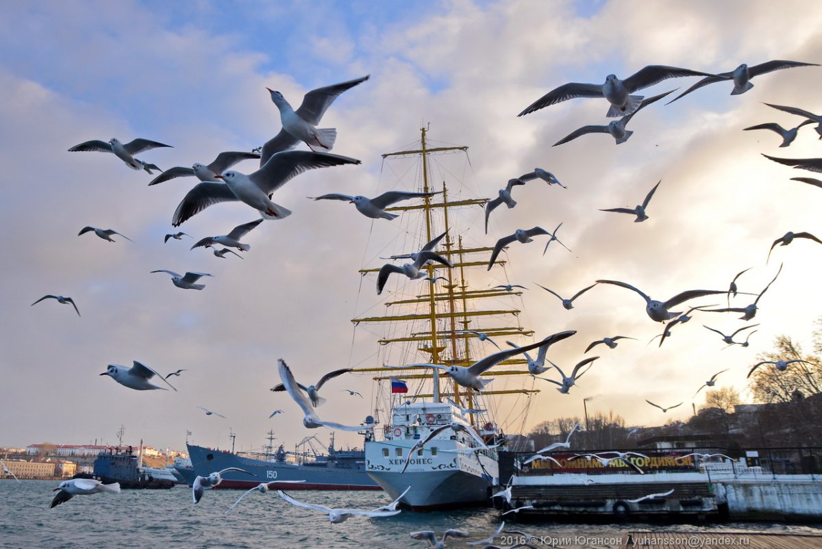 Чайки в Севастополе