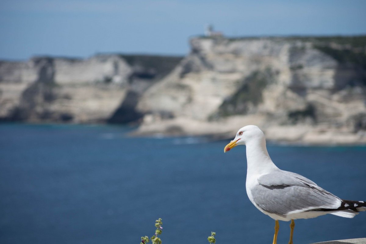 Море птицы побережье