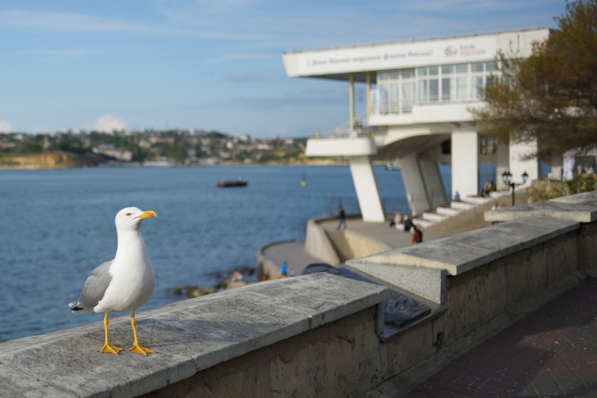 Чайки в Севастополе