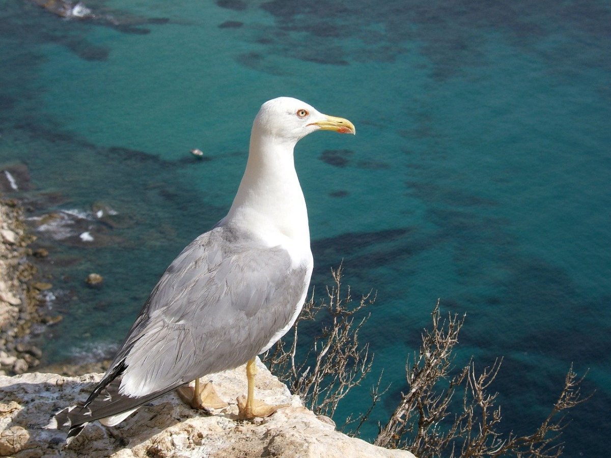 Морские птицы Средиземноморья