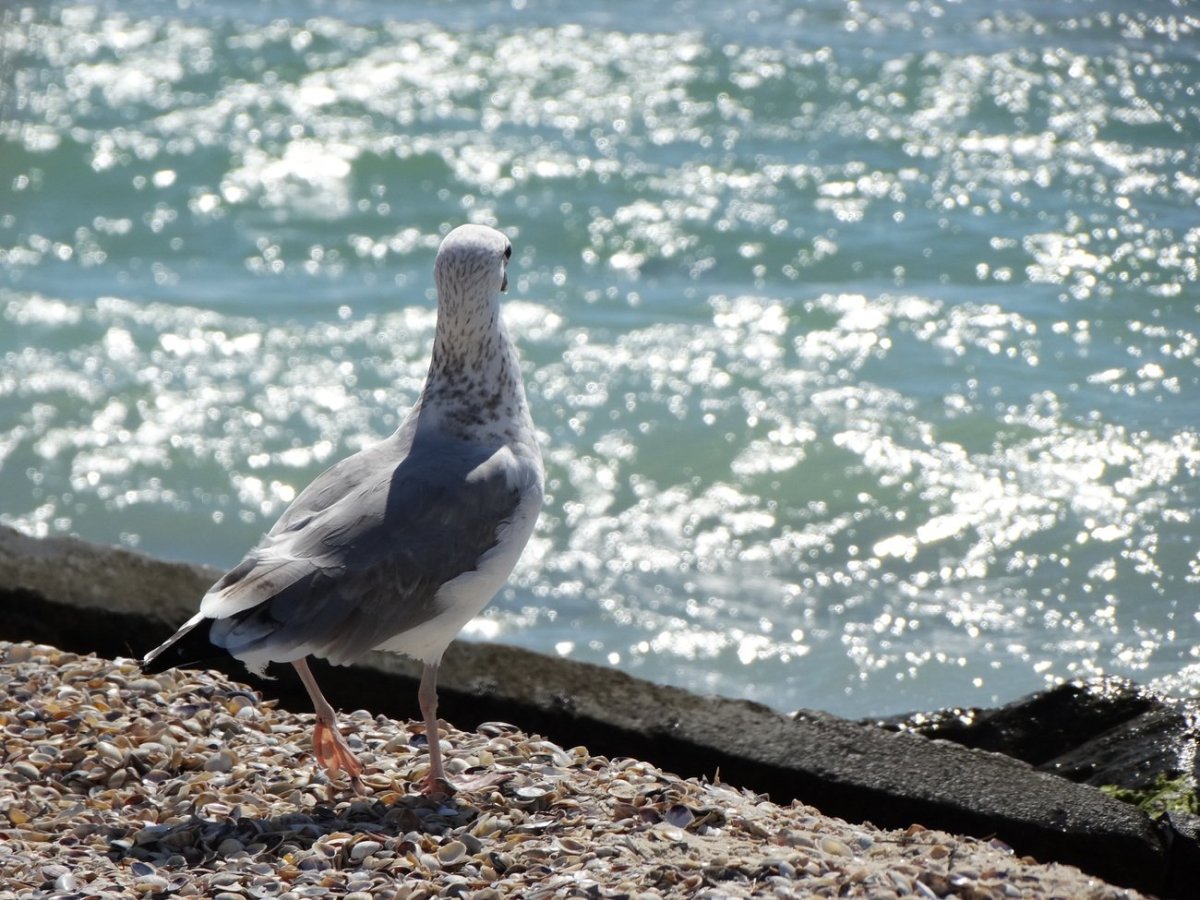 Черноморская Чайка хохотун