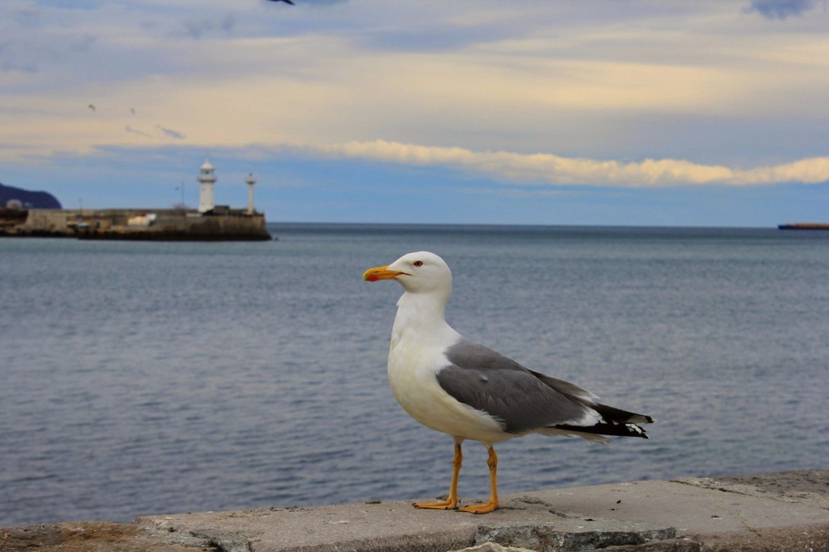 Морские птицы Крыма