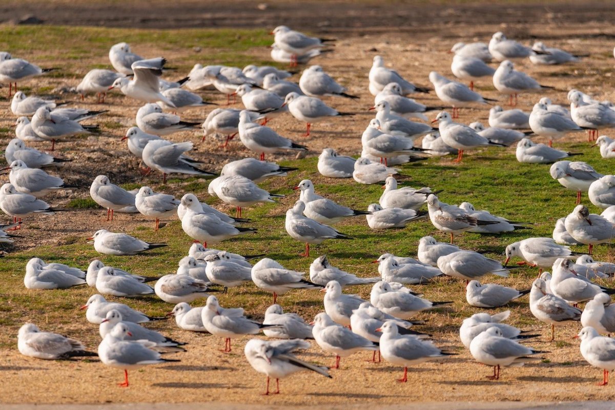 Чайка Крым птица