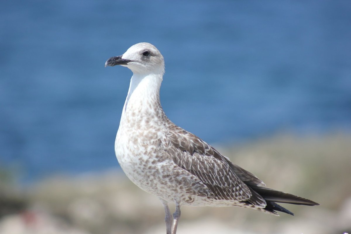 Чайка Черноморская пятнистая