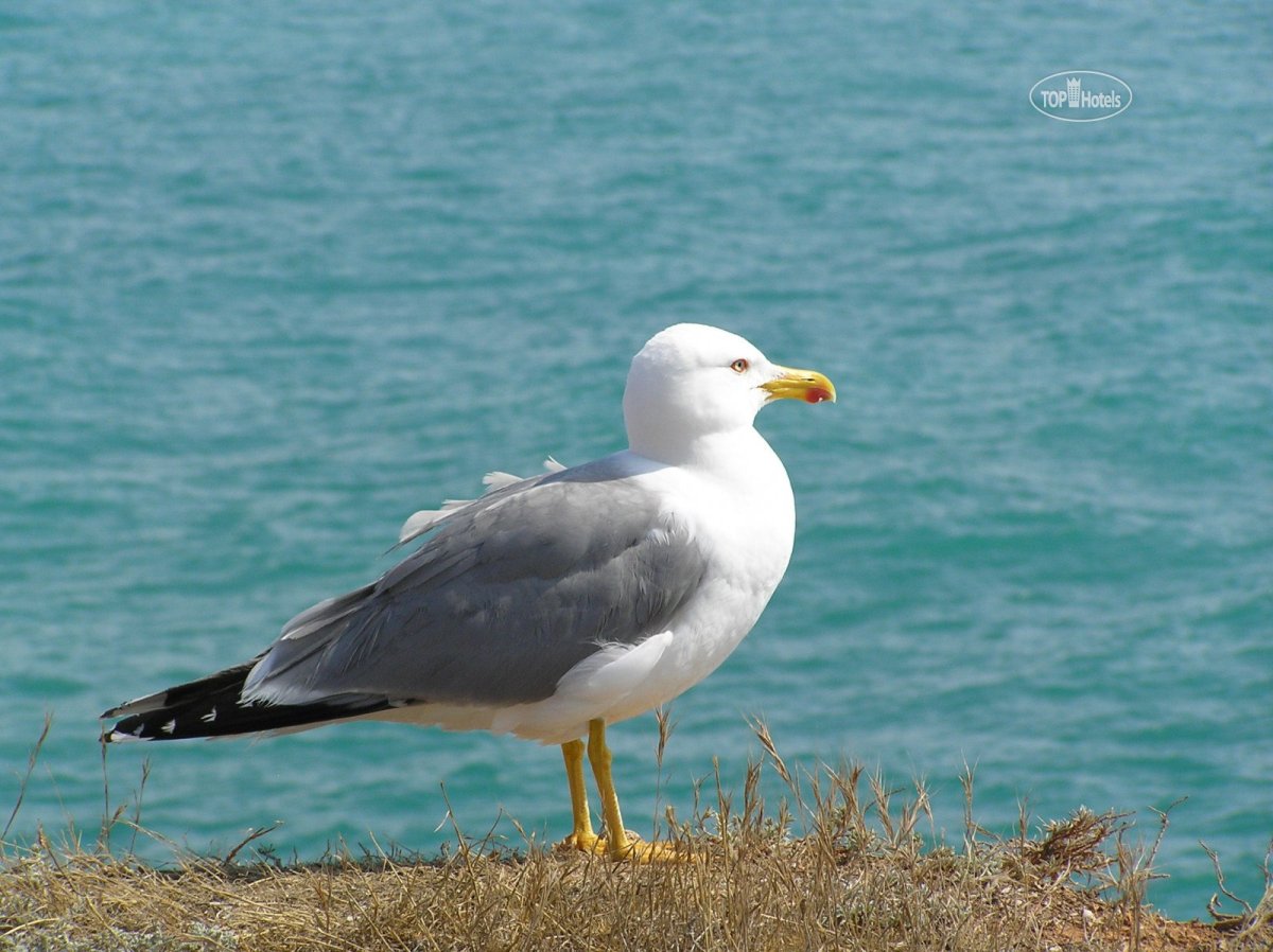 Чайки Крыма разновидности