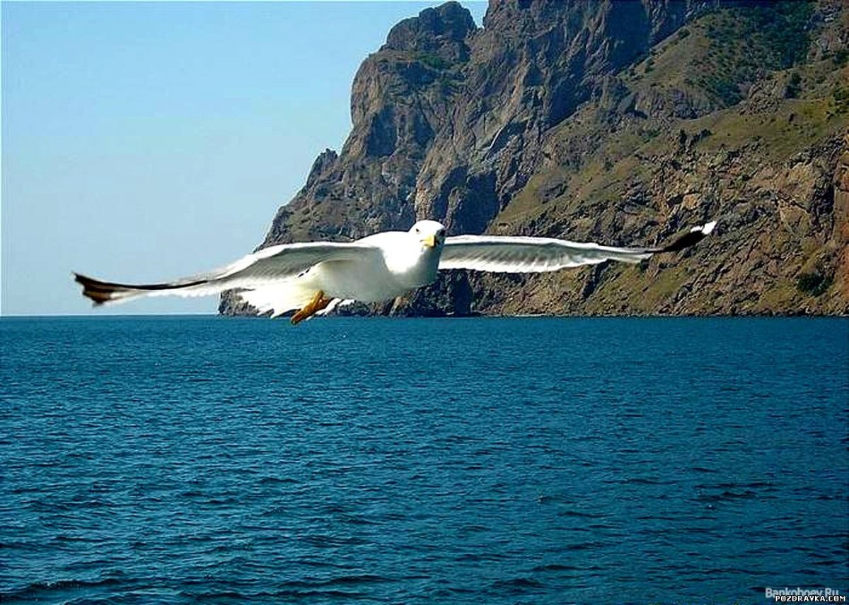 Чайки крикуны в Крыму