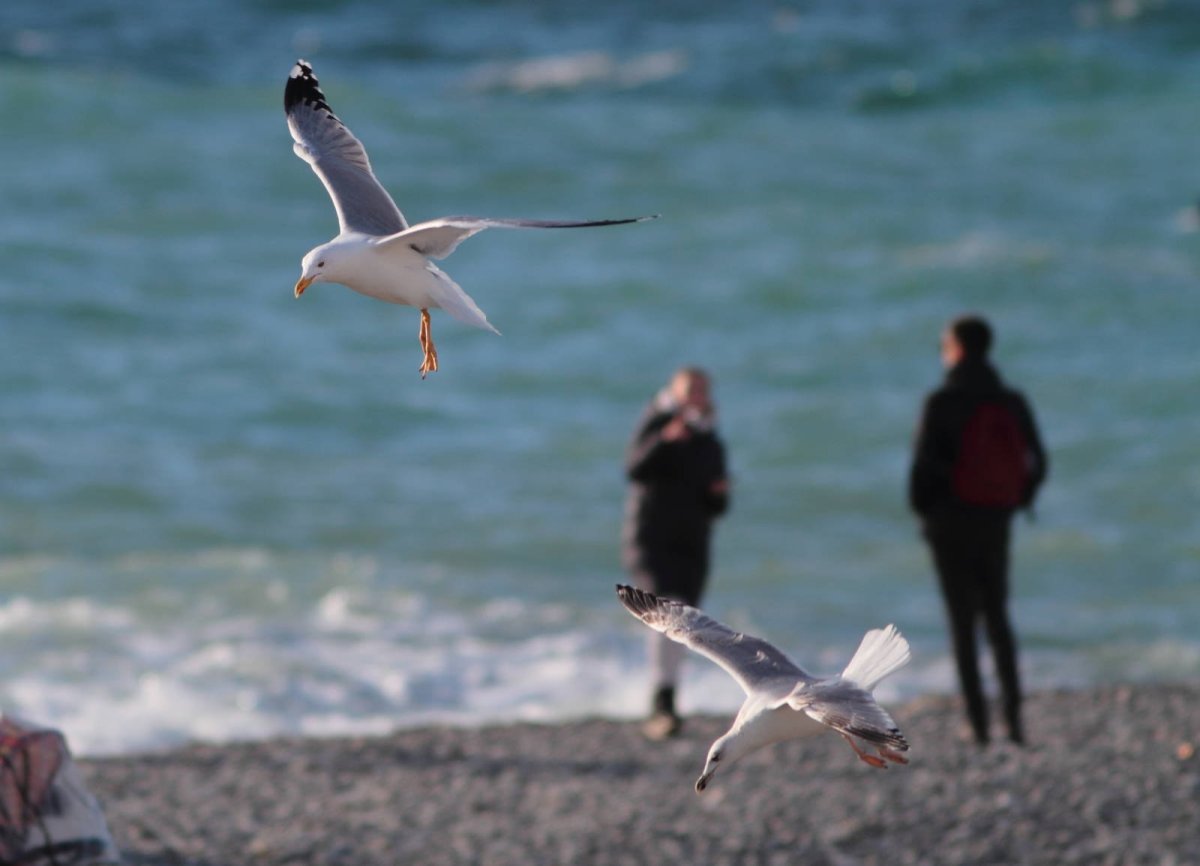 Залет средиземноморской Чайки