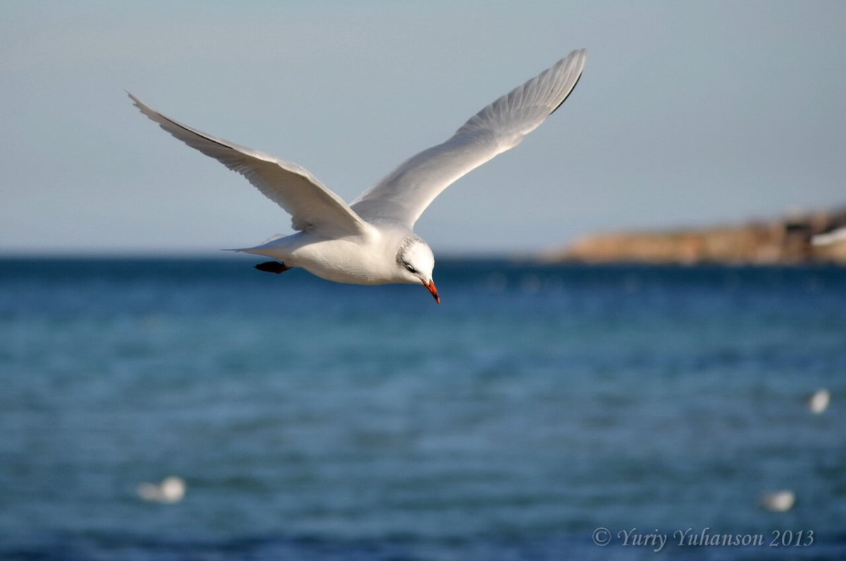 Белая Чайка над морем