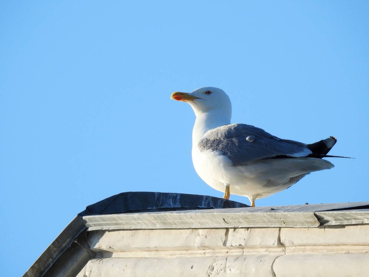 Чайка Средиземноморская гнездовья