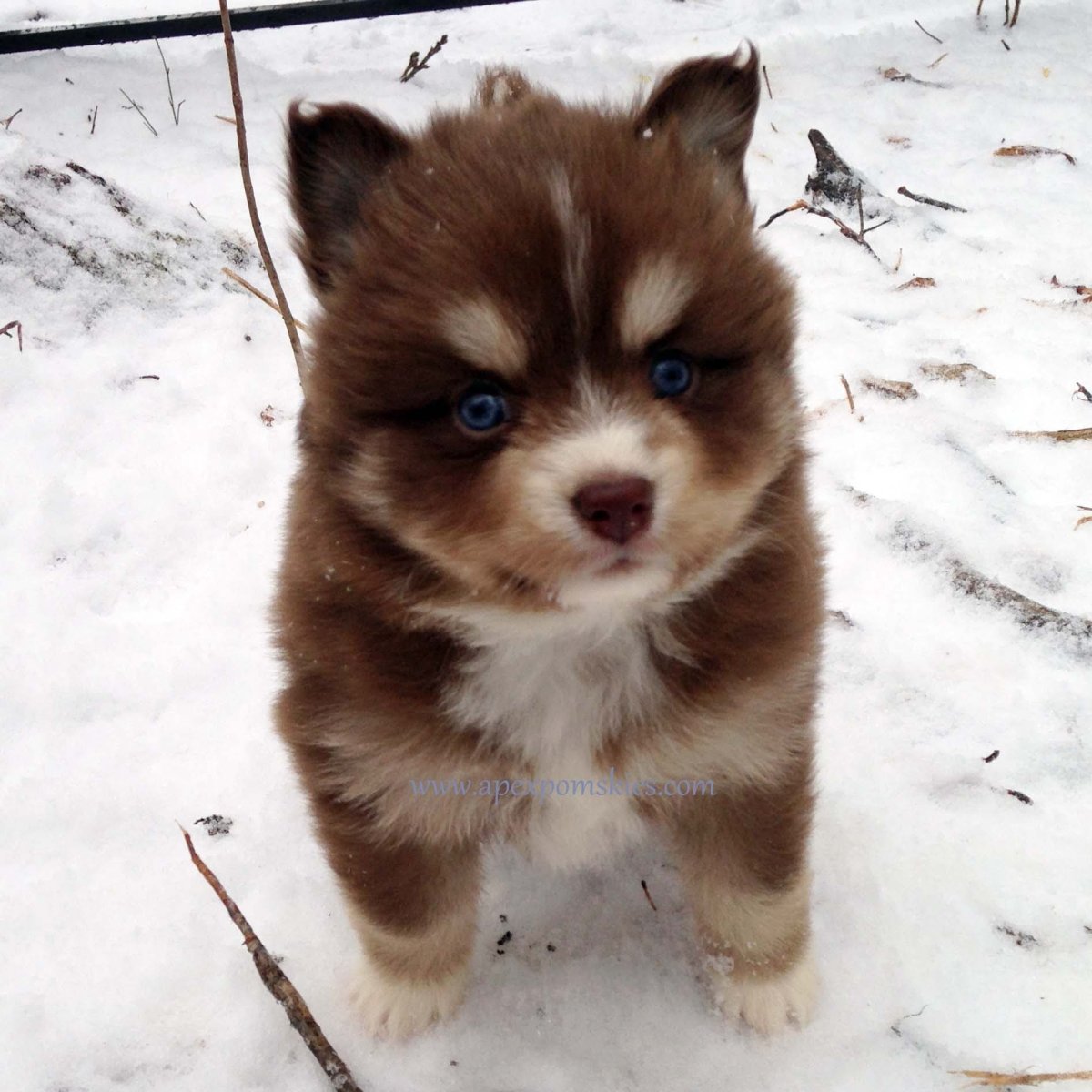 Хаски коричневая помесь лайки