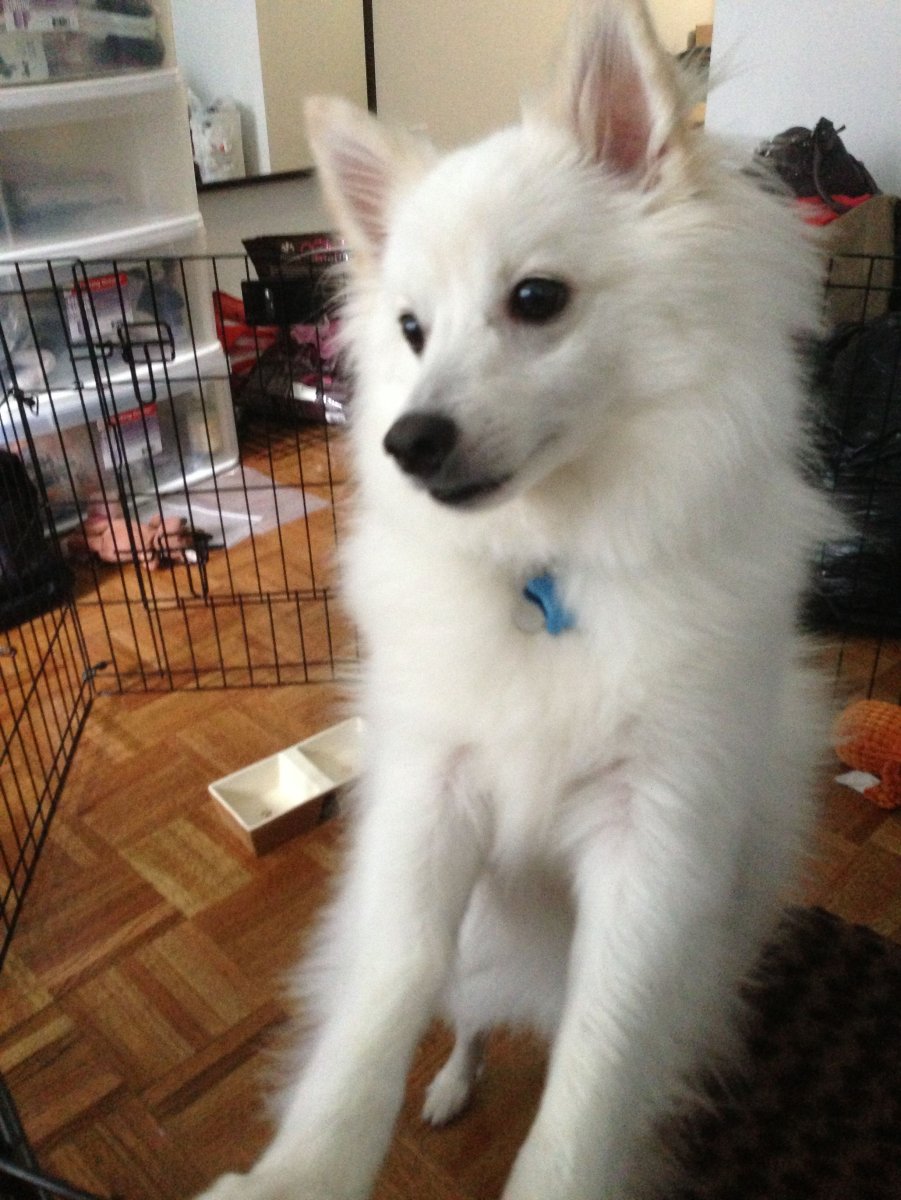 Метис лайки и шпица