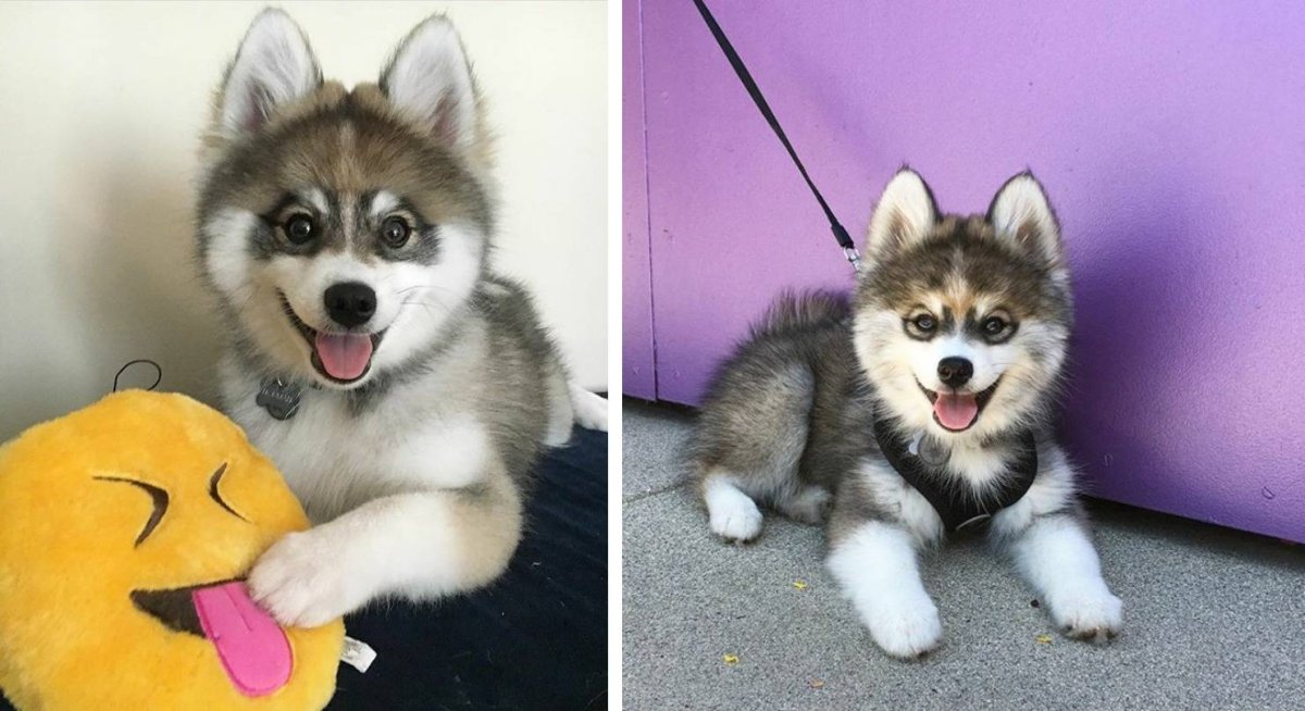 Помски и хаски сравнение