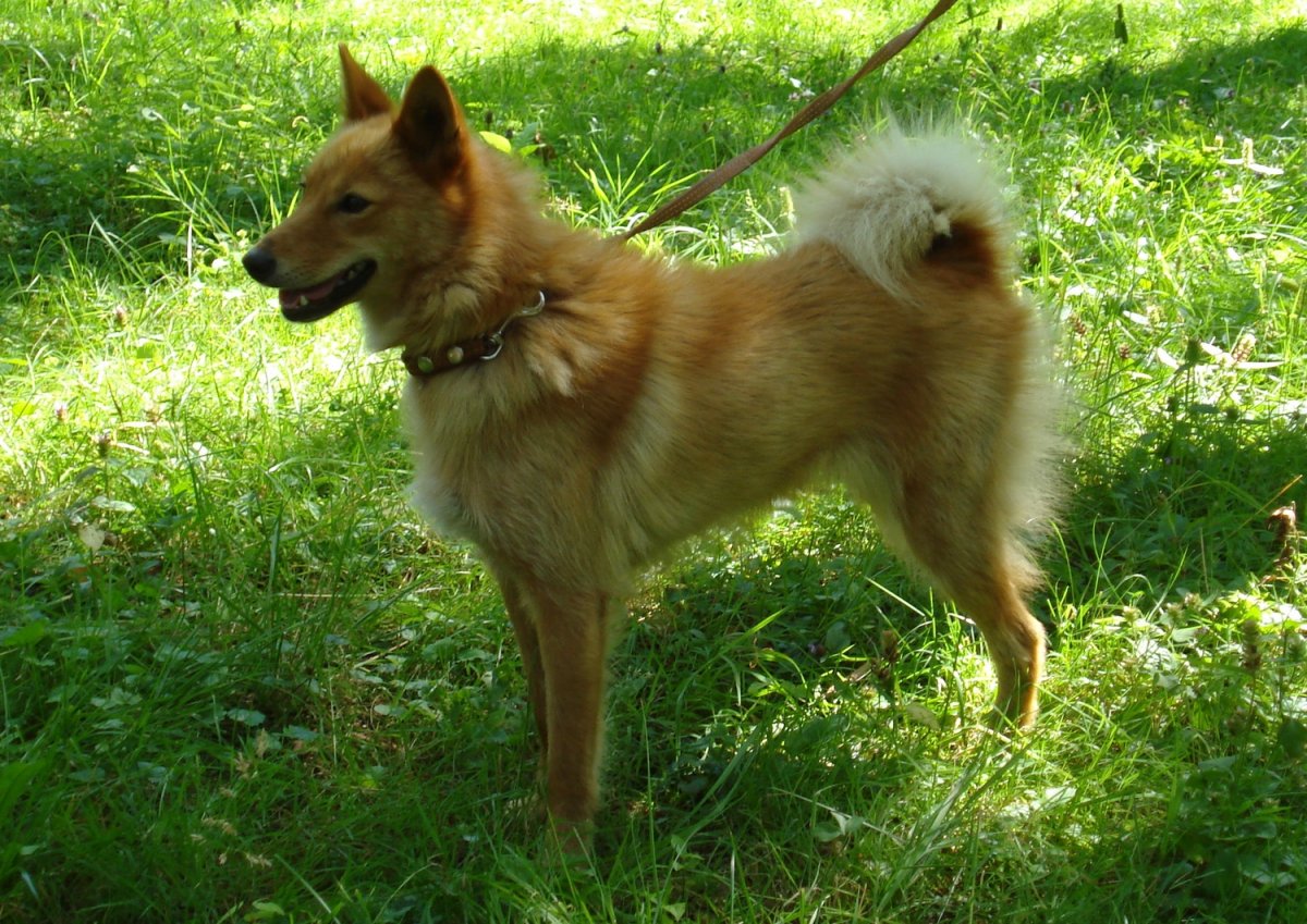 Помесь шпица и овчарки