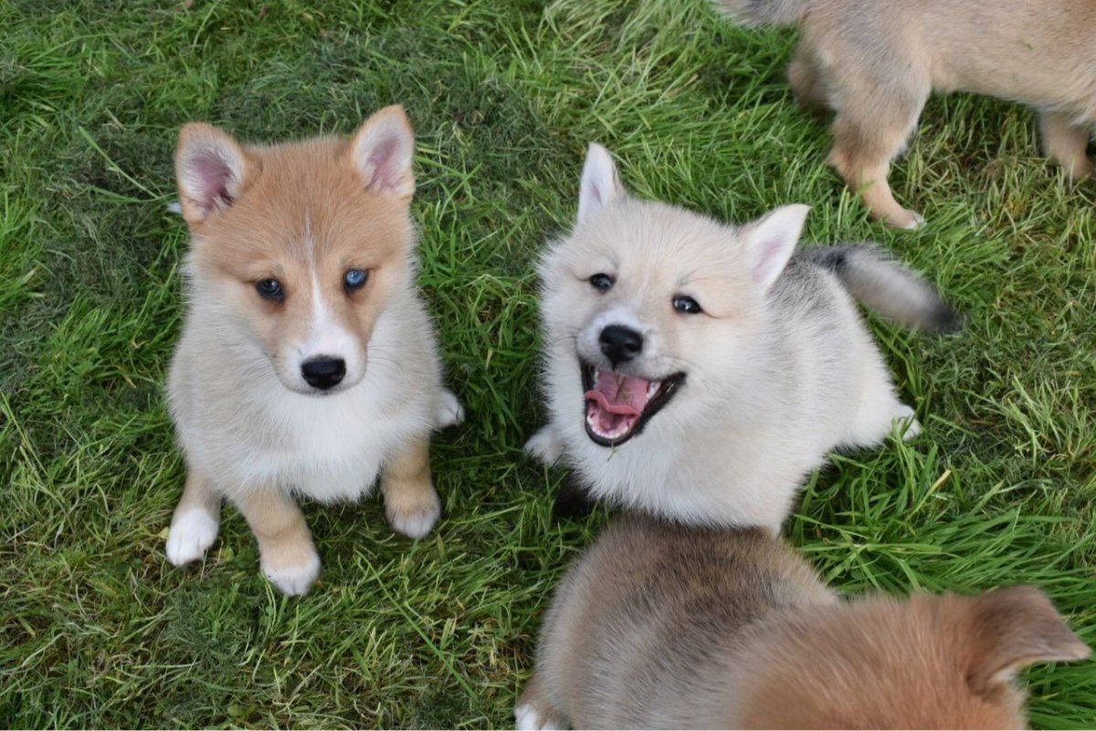 Помски взрослая особь