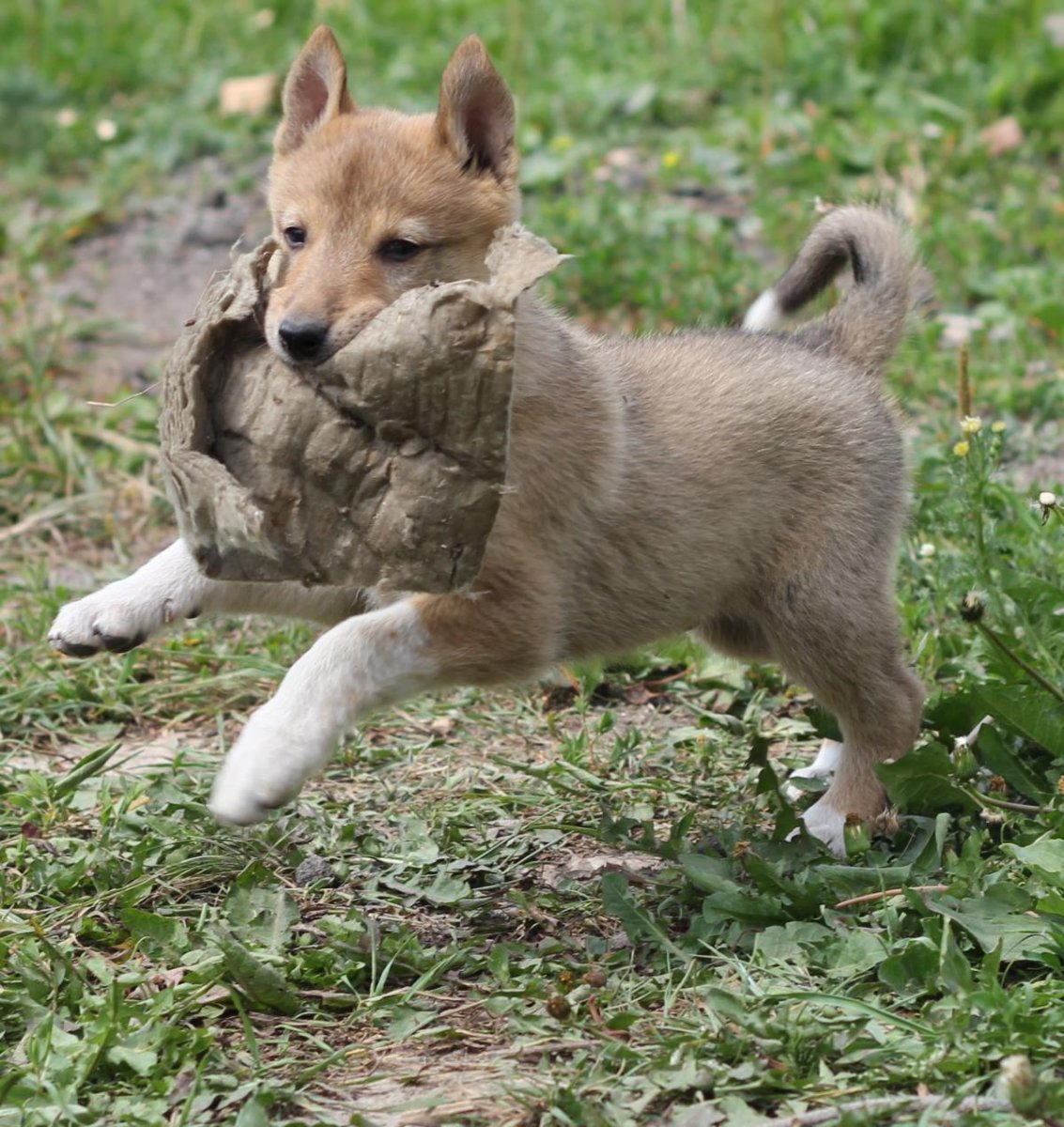 Западно-Сибирская лайк+корги