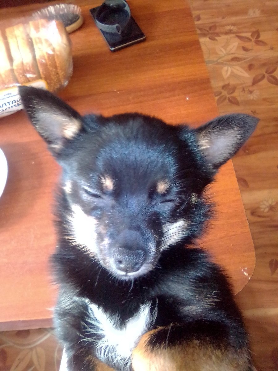 Метис той терьера и лайки