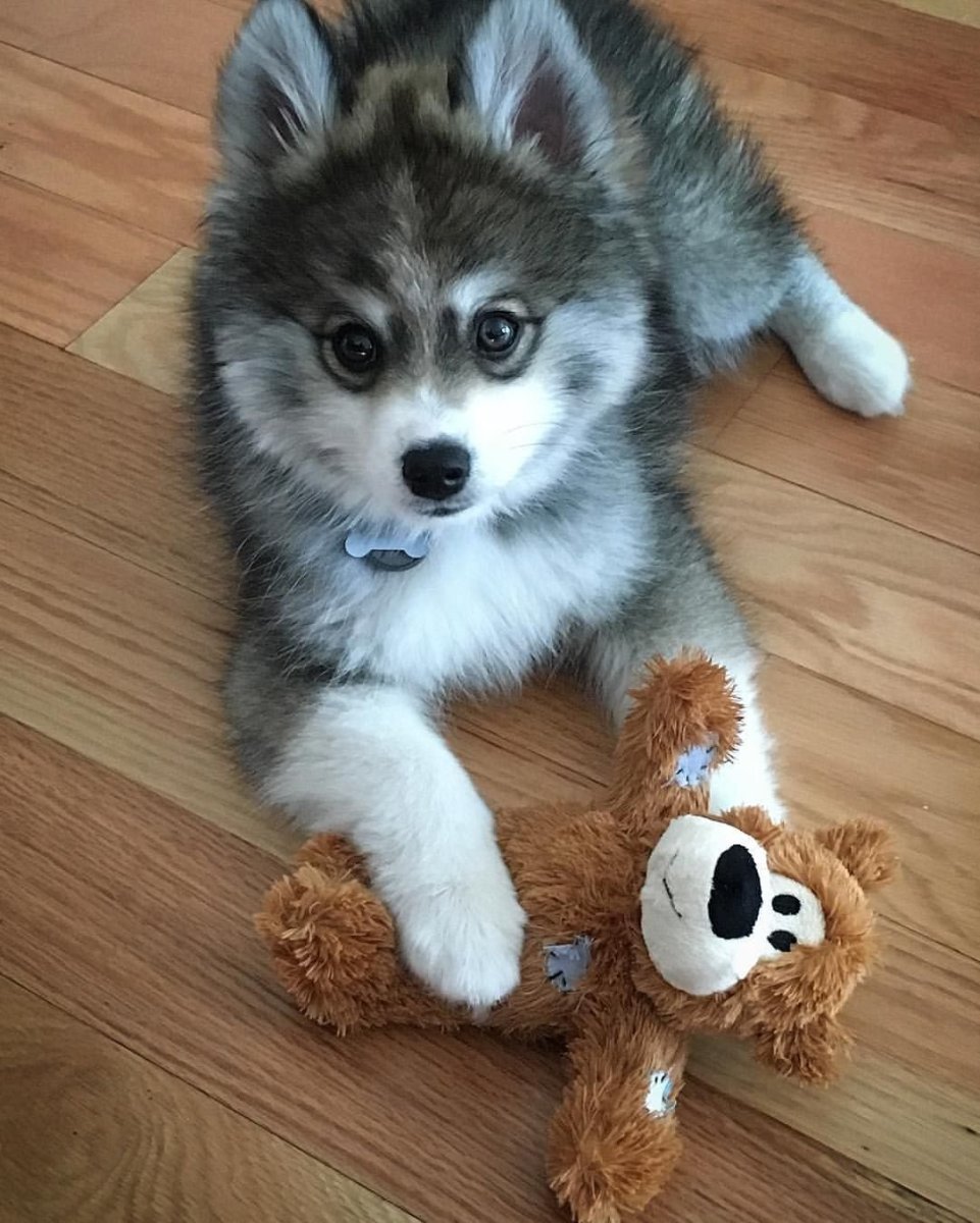 Хаски помски