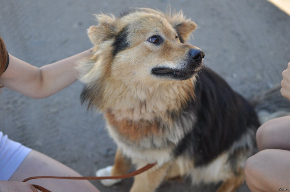 Метис бордер колли и шпица