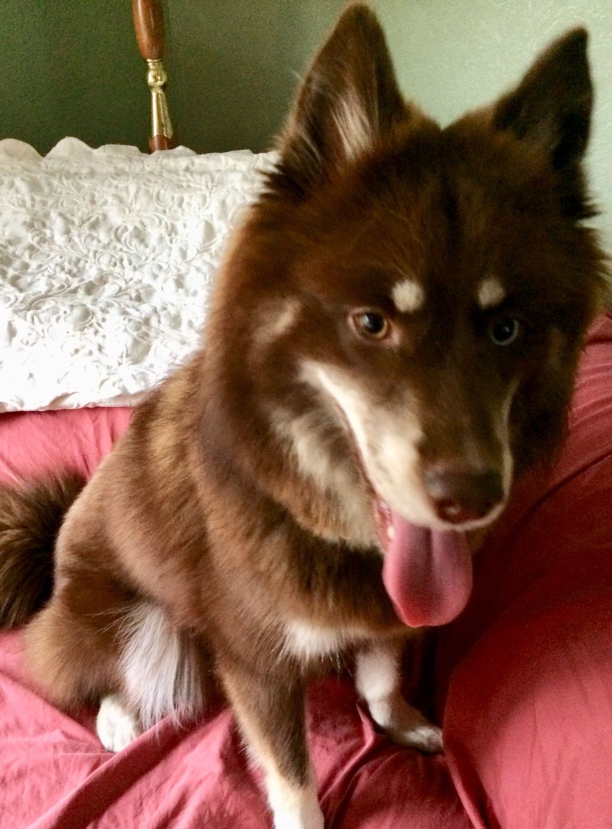 Шоколадный метис хаски