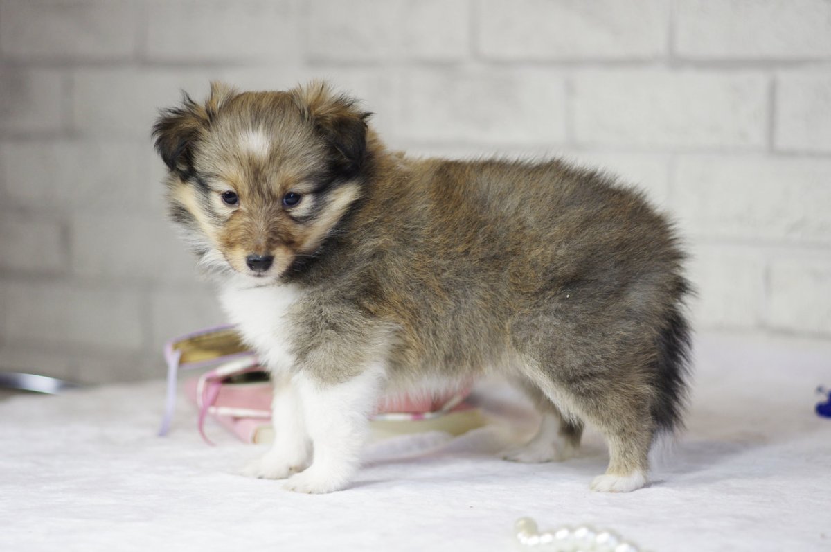 Щенки породы шелти