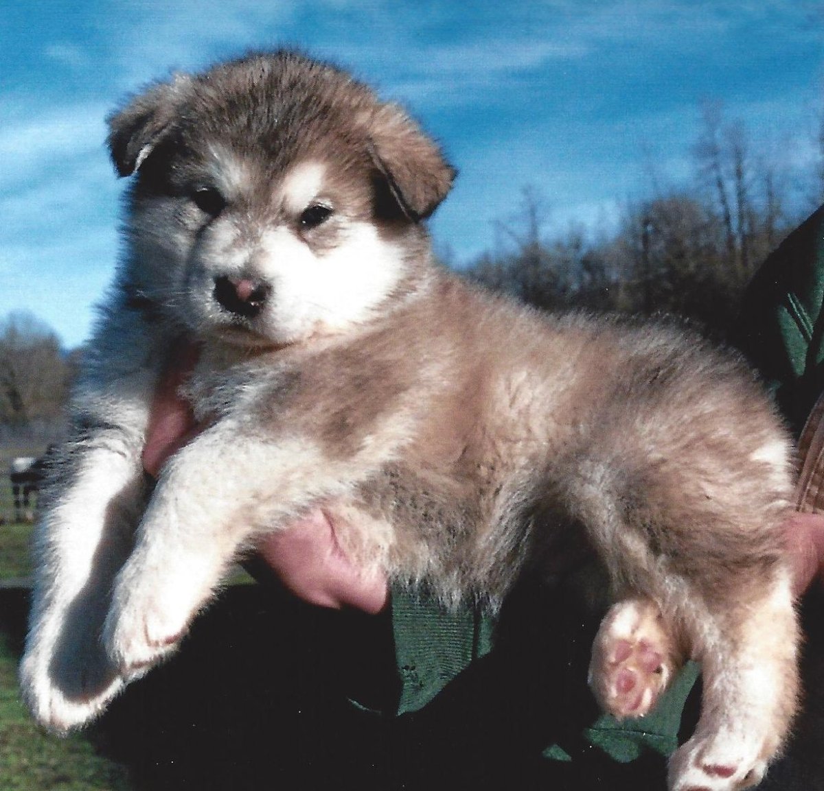 Аляскинский маламут помесь