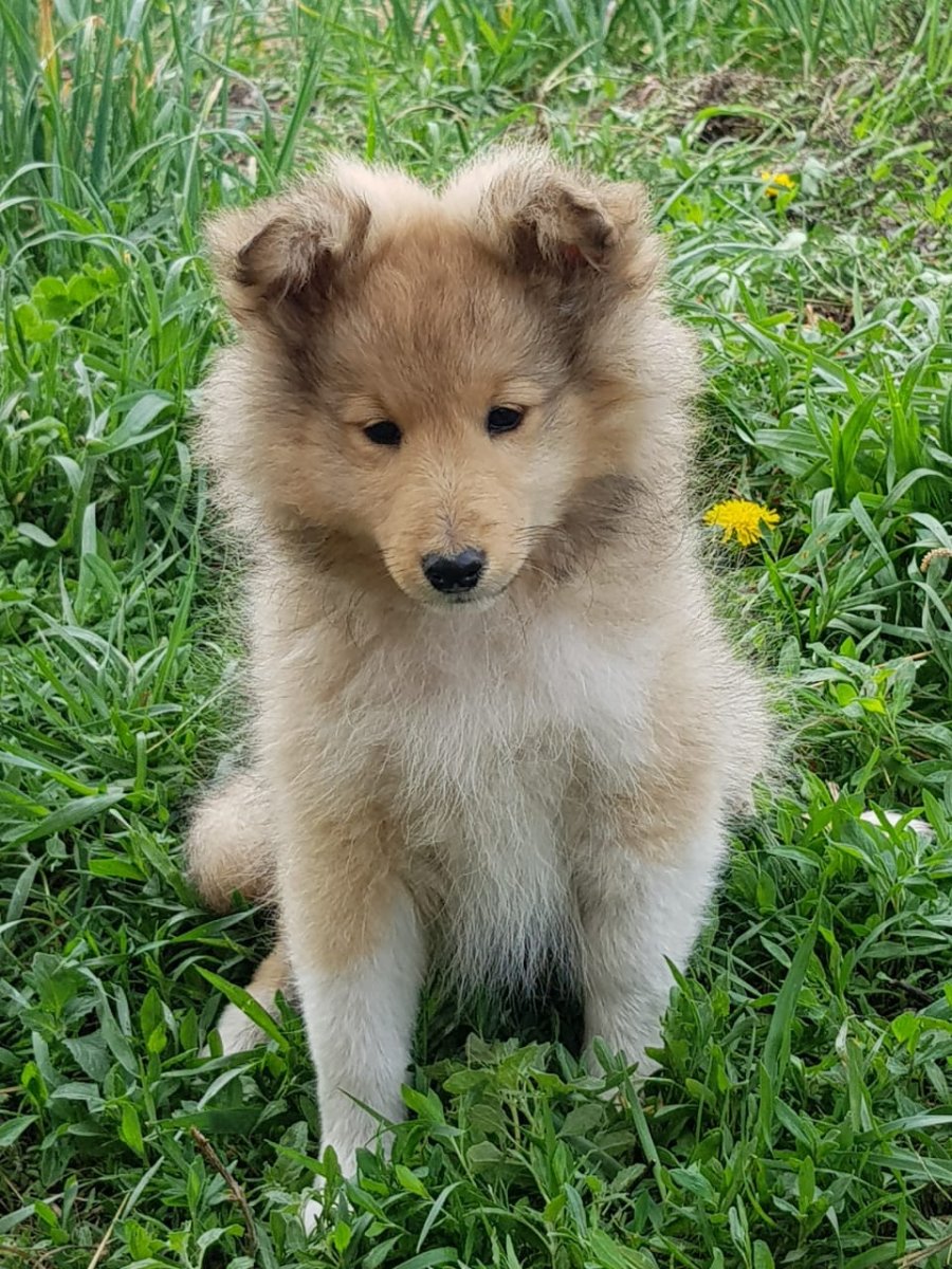 Метис самоеда и колли