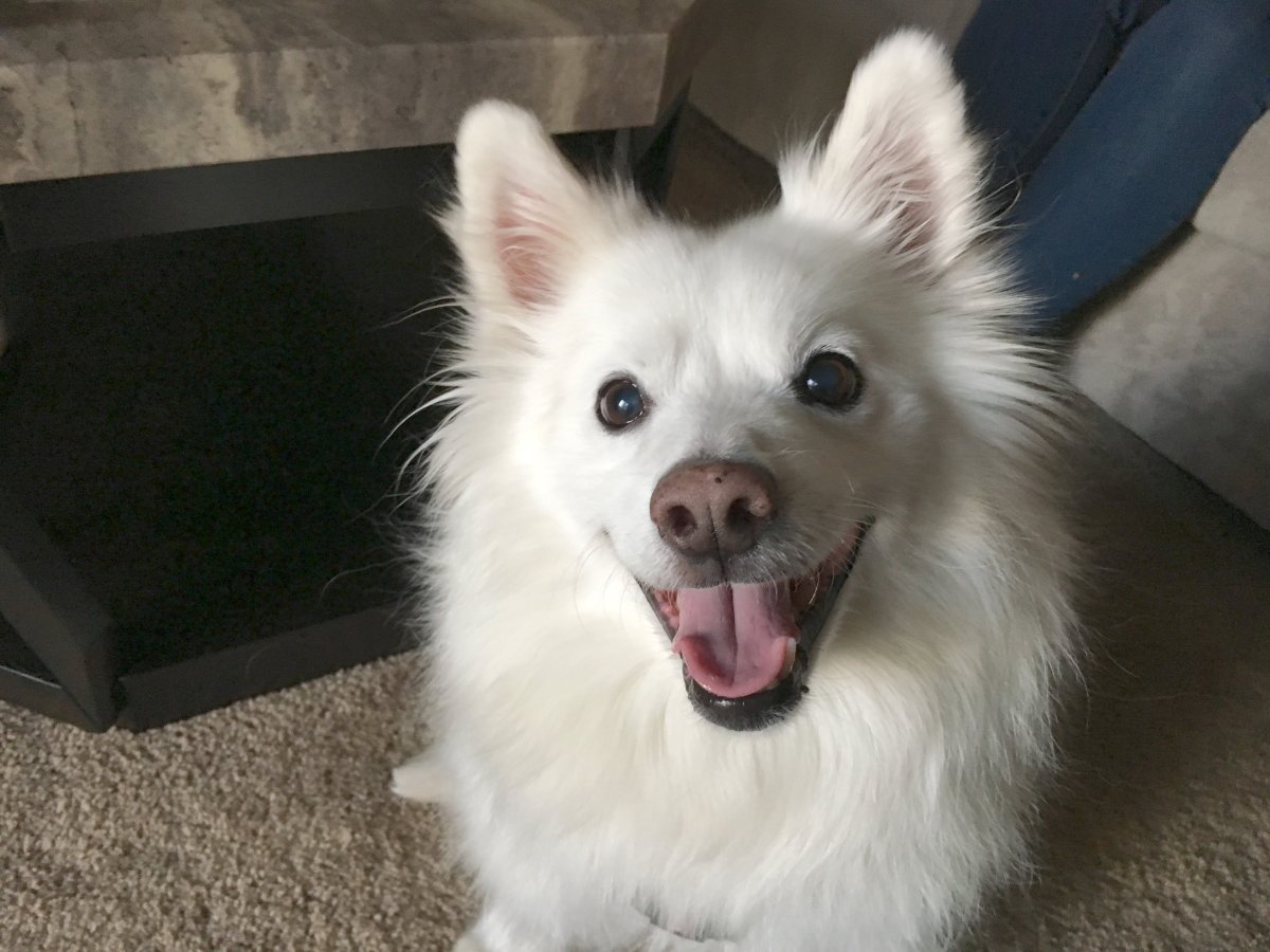 Метис корги и шпица черный