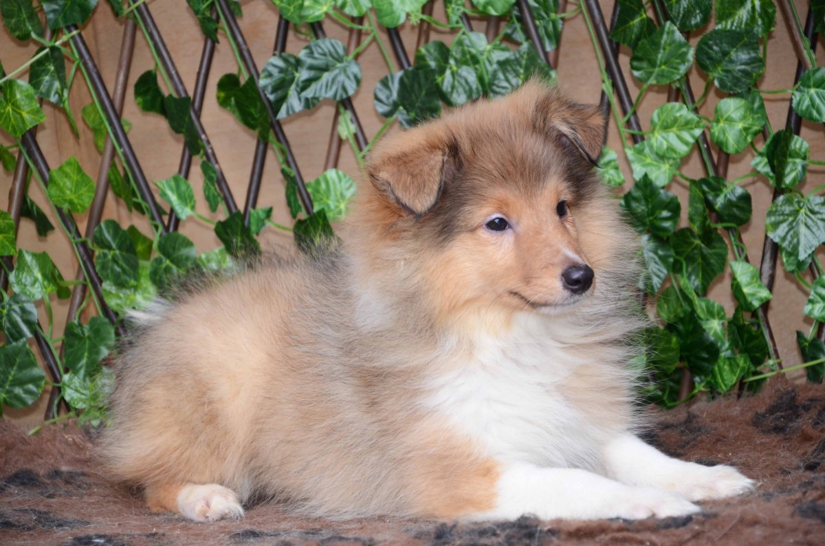 Питомник Элларис шелти